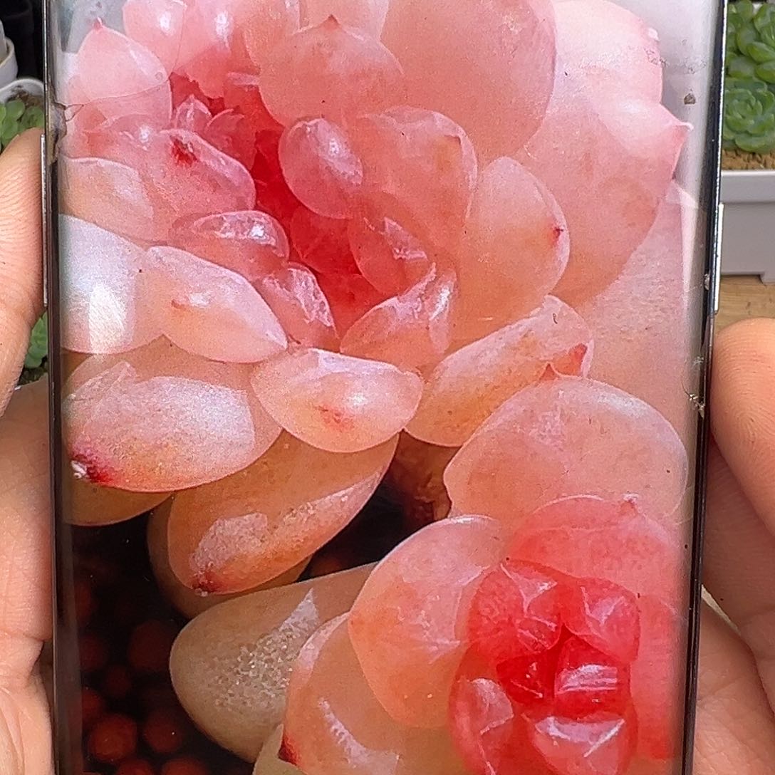 粉风花雪月状态展示链接