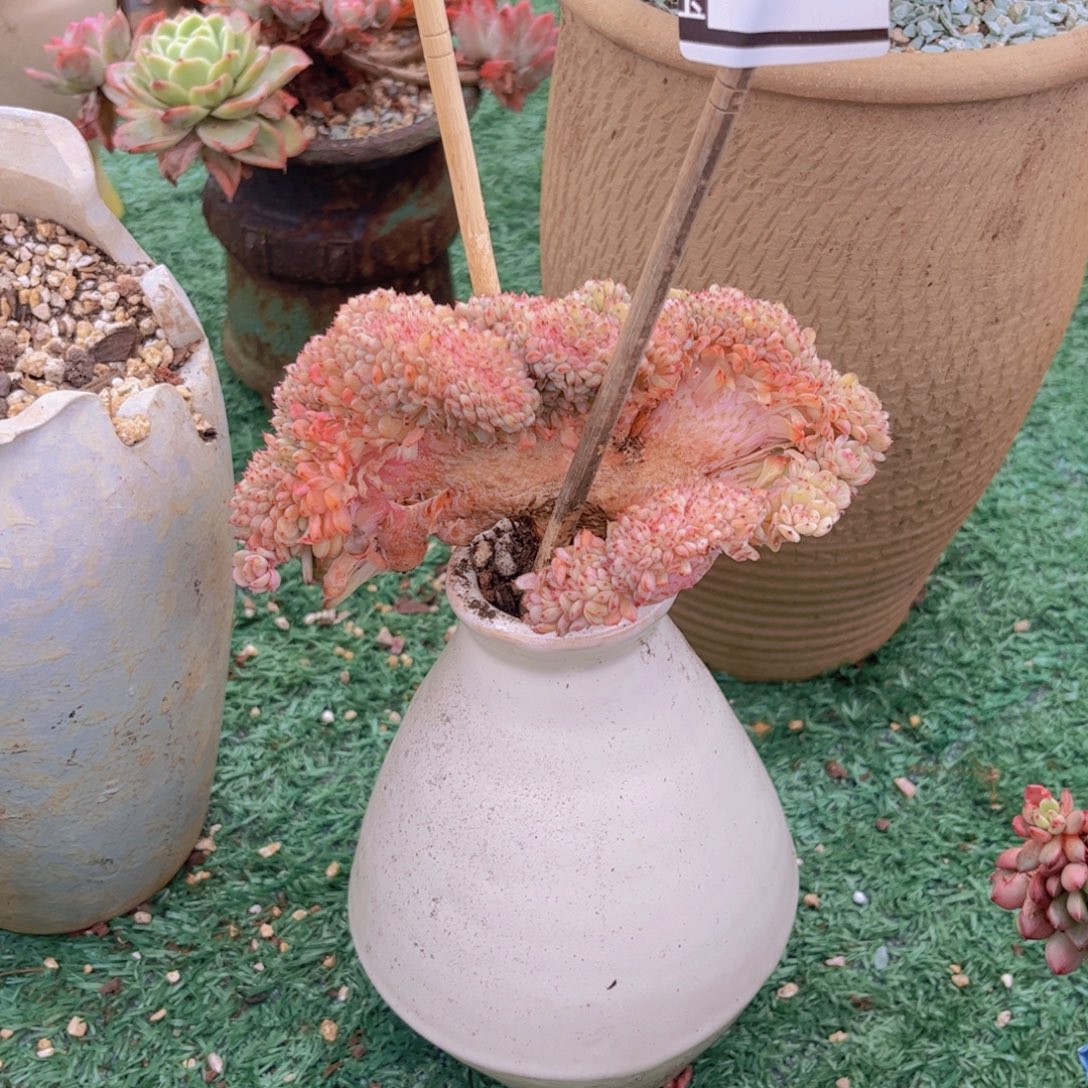 白胖子缀多肉植物27118