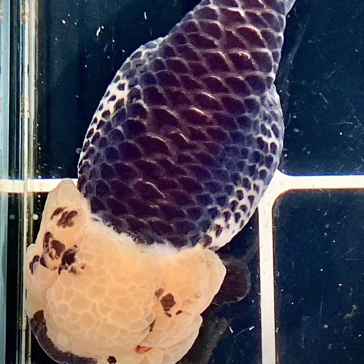 福州印象兰寿 渔场自销（请勿私拍）