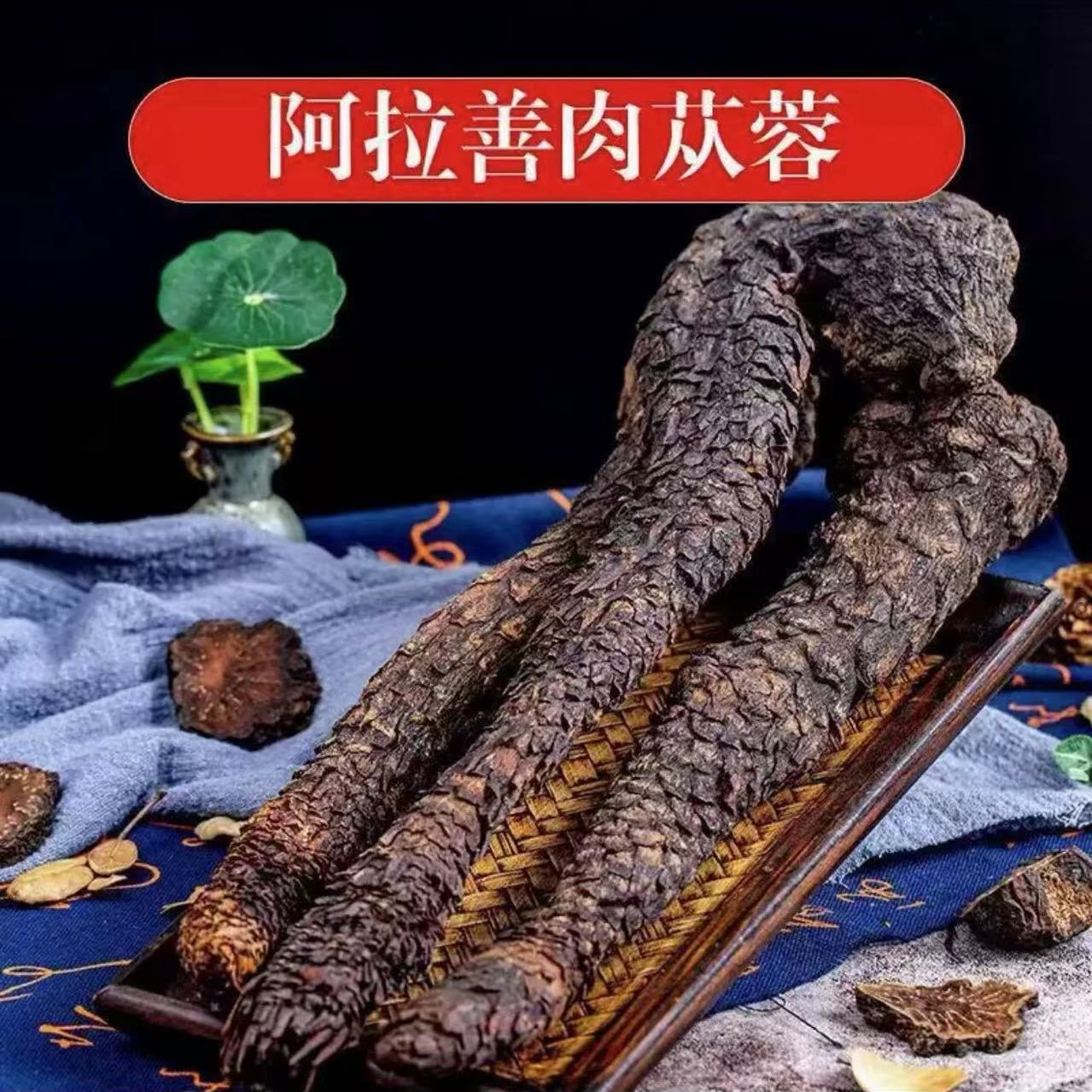 内蒙古阿拉善荒漠肉苁蓉（仅供展示）