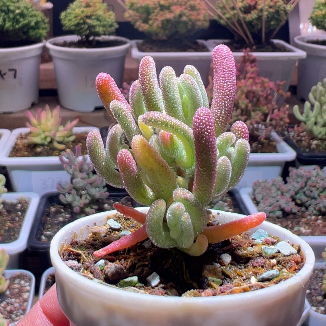 372钻石黄一物一拍包开箱