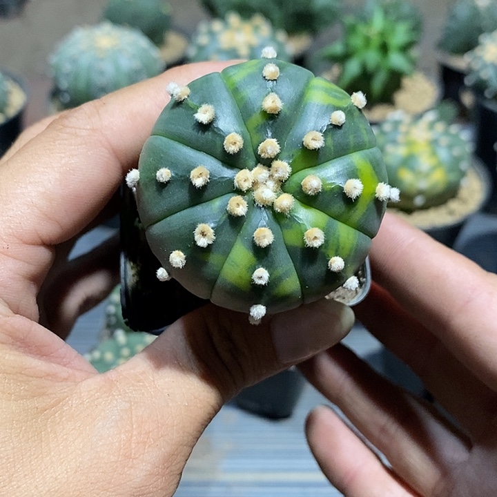 茄***星兜锦实生脱土发货