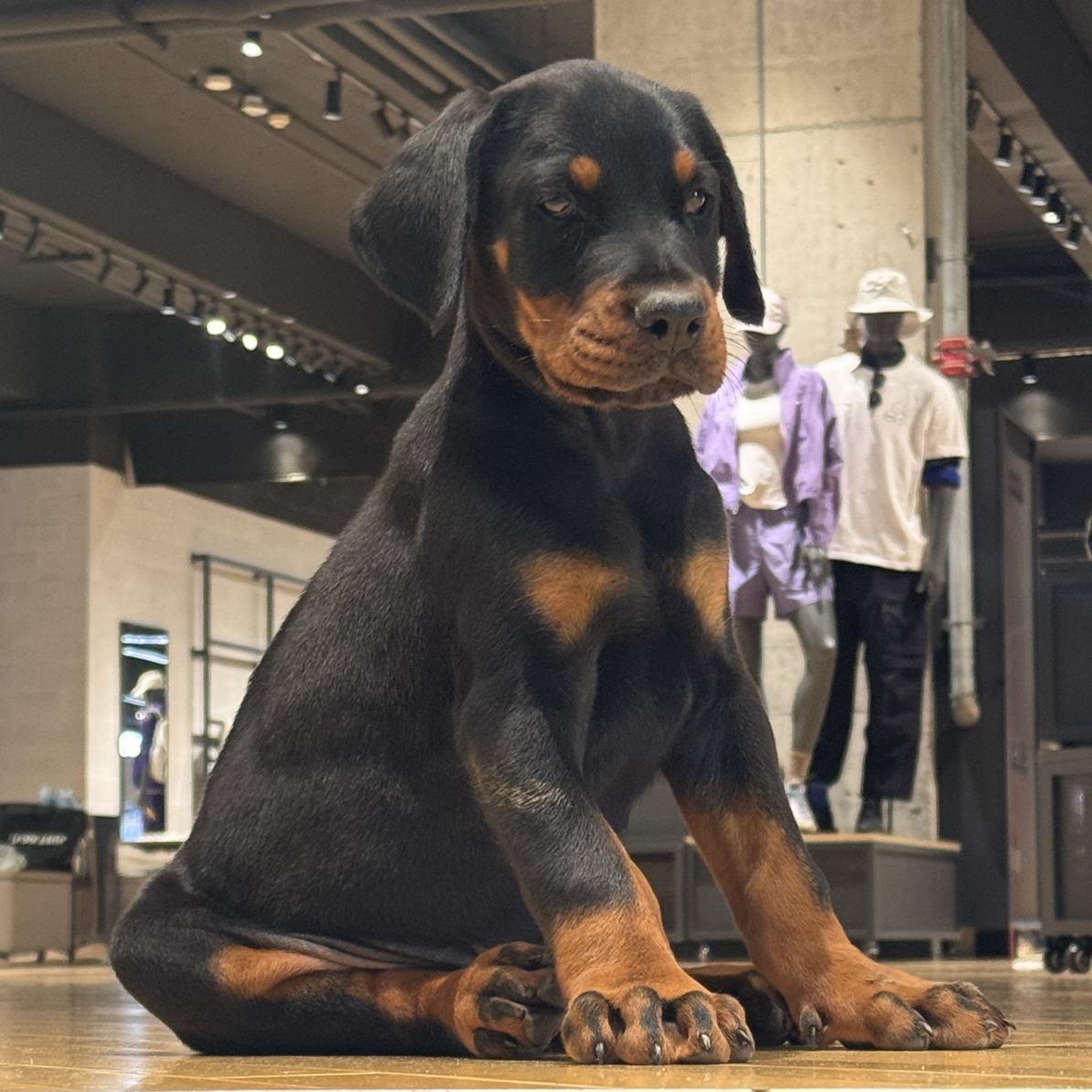 八十天杜宾幼犬家庭陪伴犬护卫犬宠物活体忠诚护主