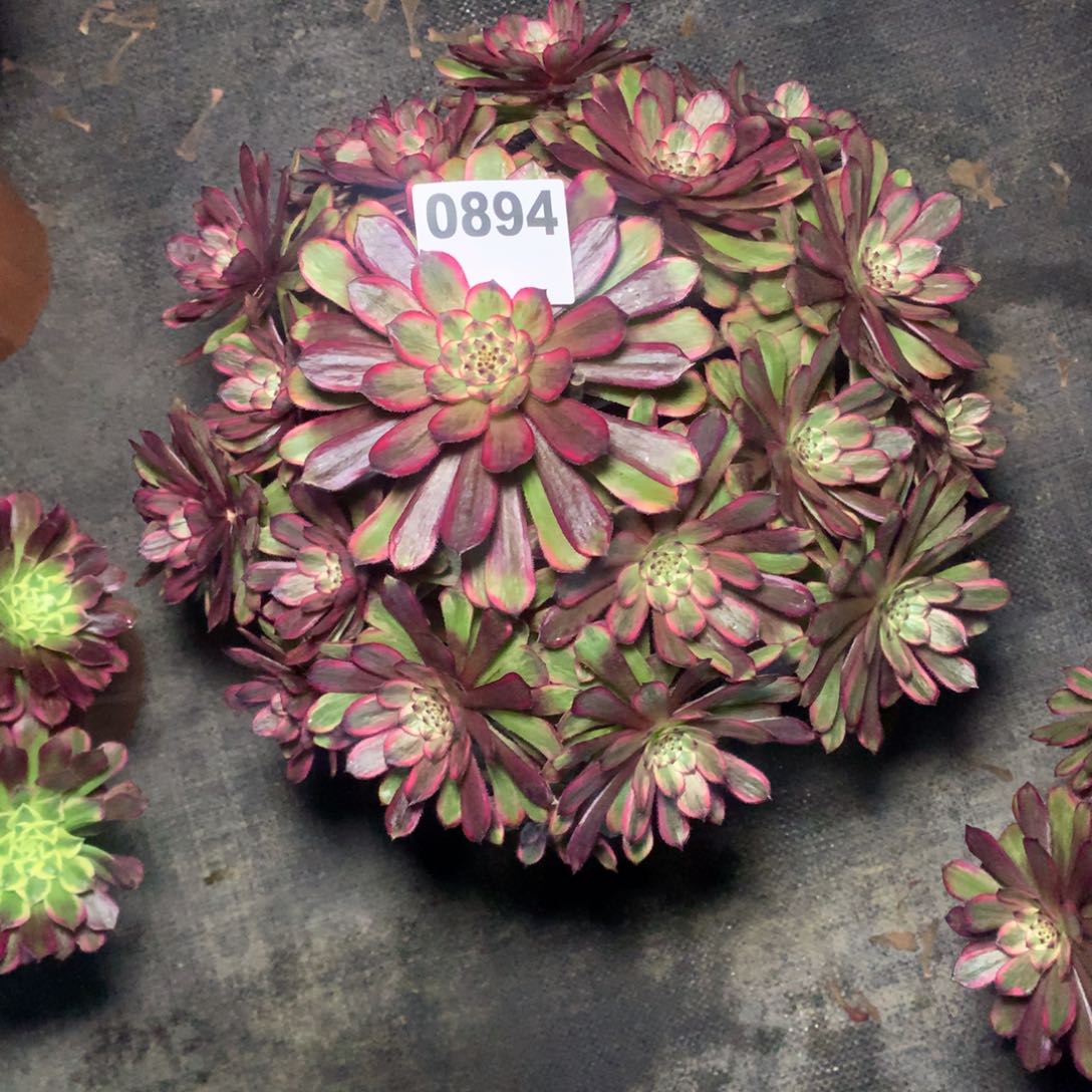 ˋ***˗紫霞仙子894法师多肉植物3600000