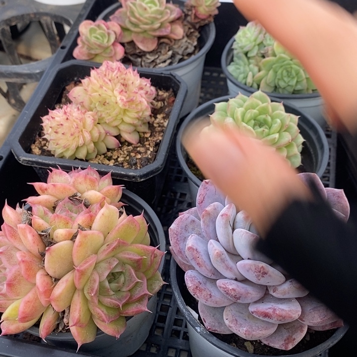 16 多肉植物盆栽花卉