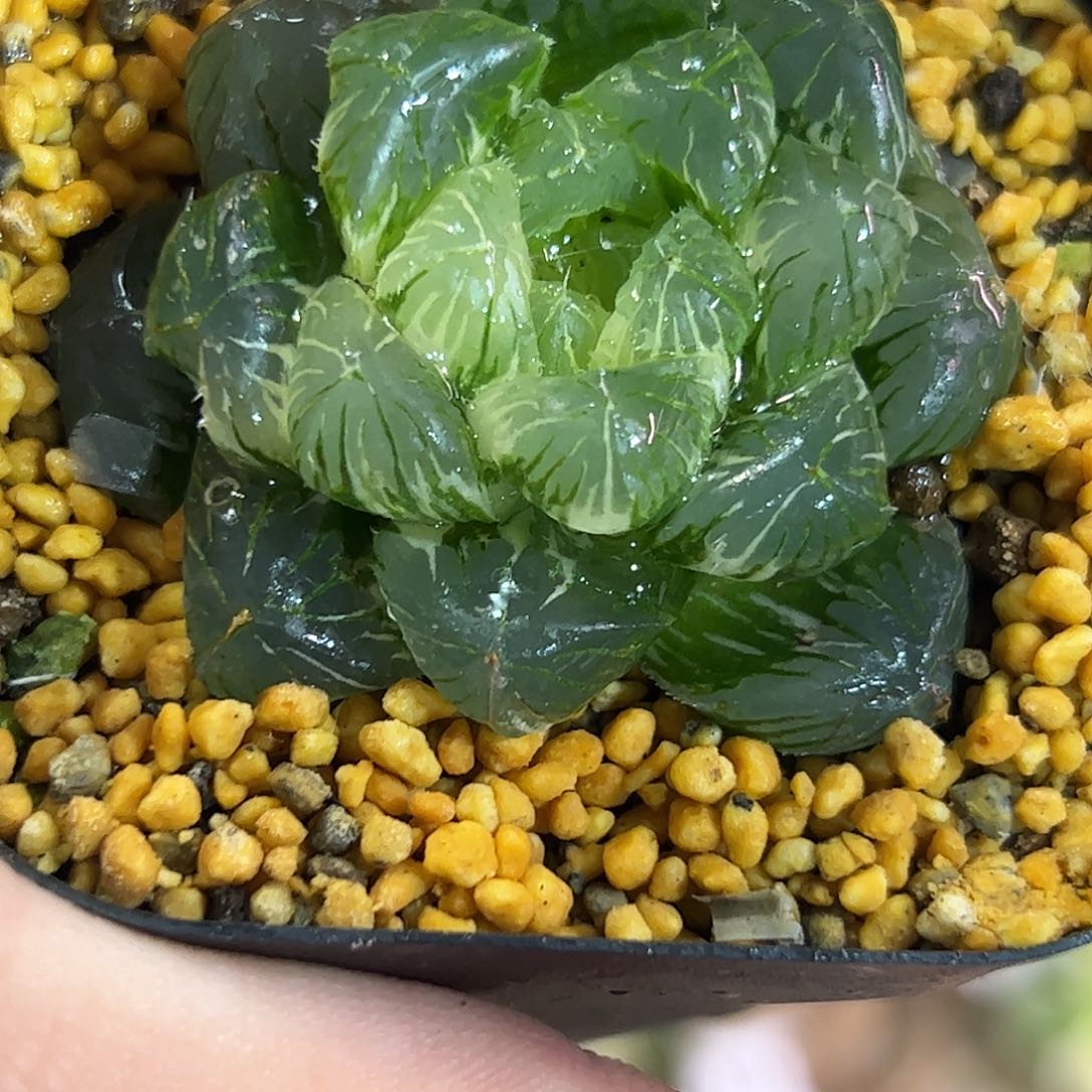 碧玺锦十二卷多肉植物满