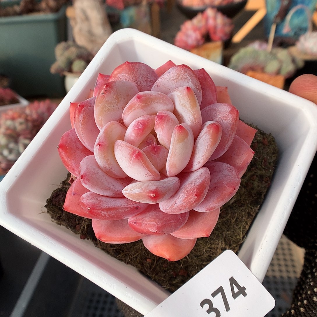 374雪天使多肉植物666
