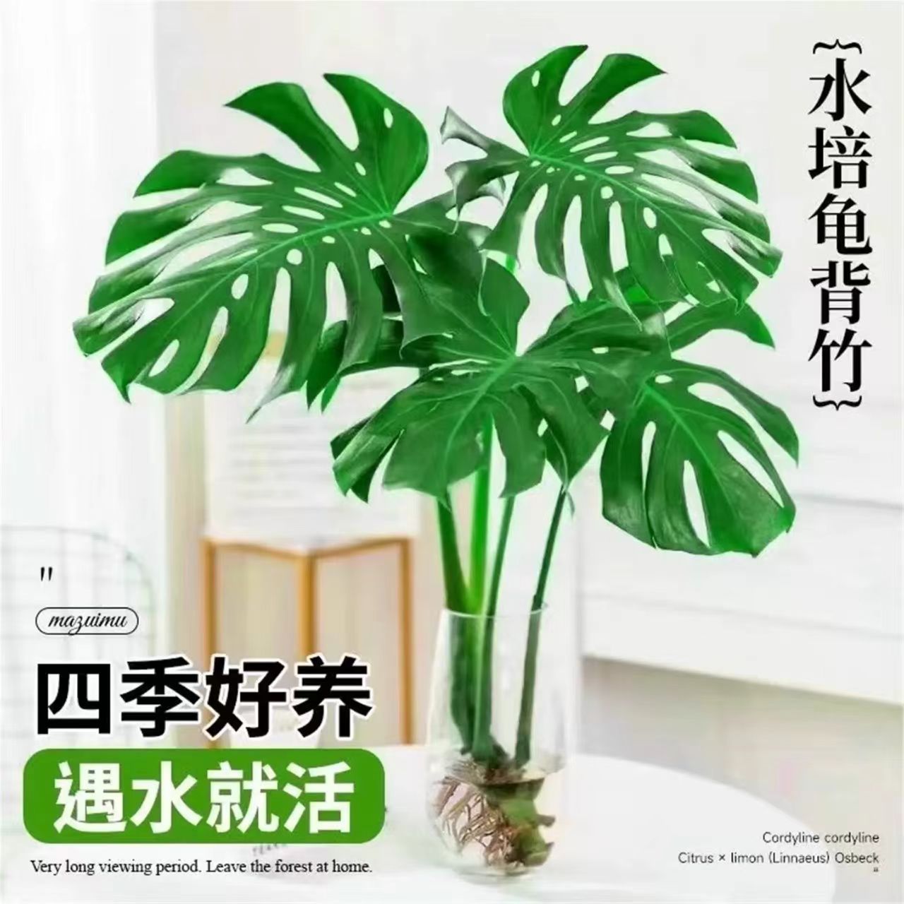 老桩龟背竹水培室内客厅盆栽观赏绿植物净化吸甲醛四季常青好养活