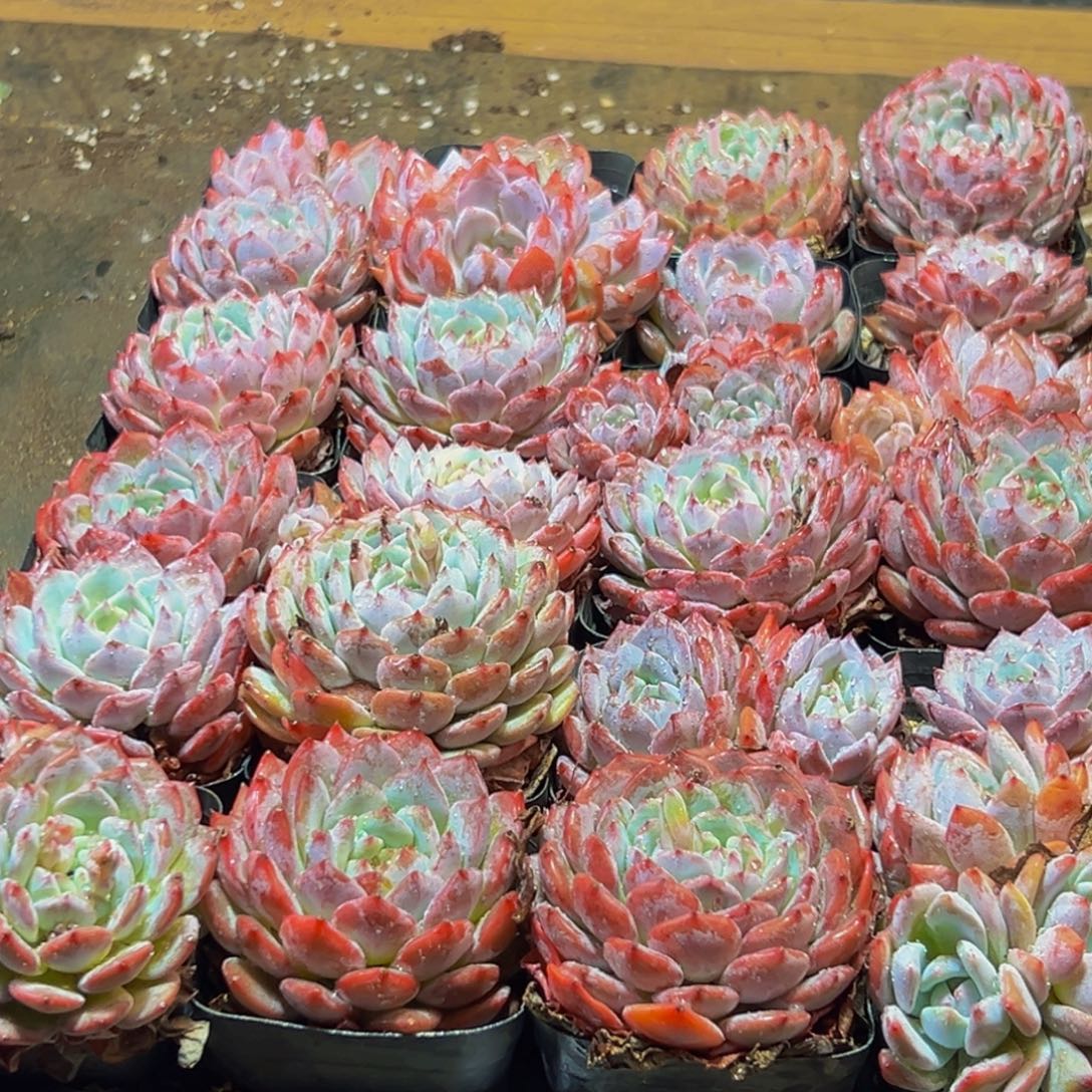 873多肉葡萄的味道是真的很