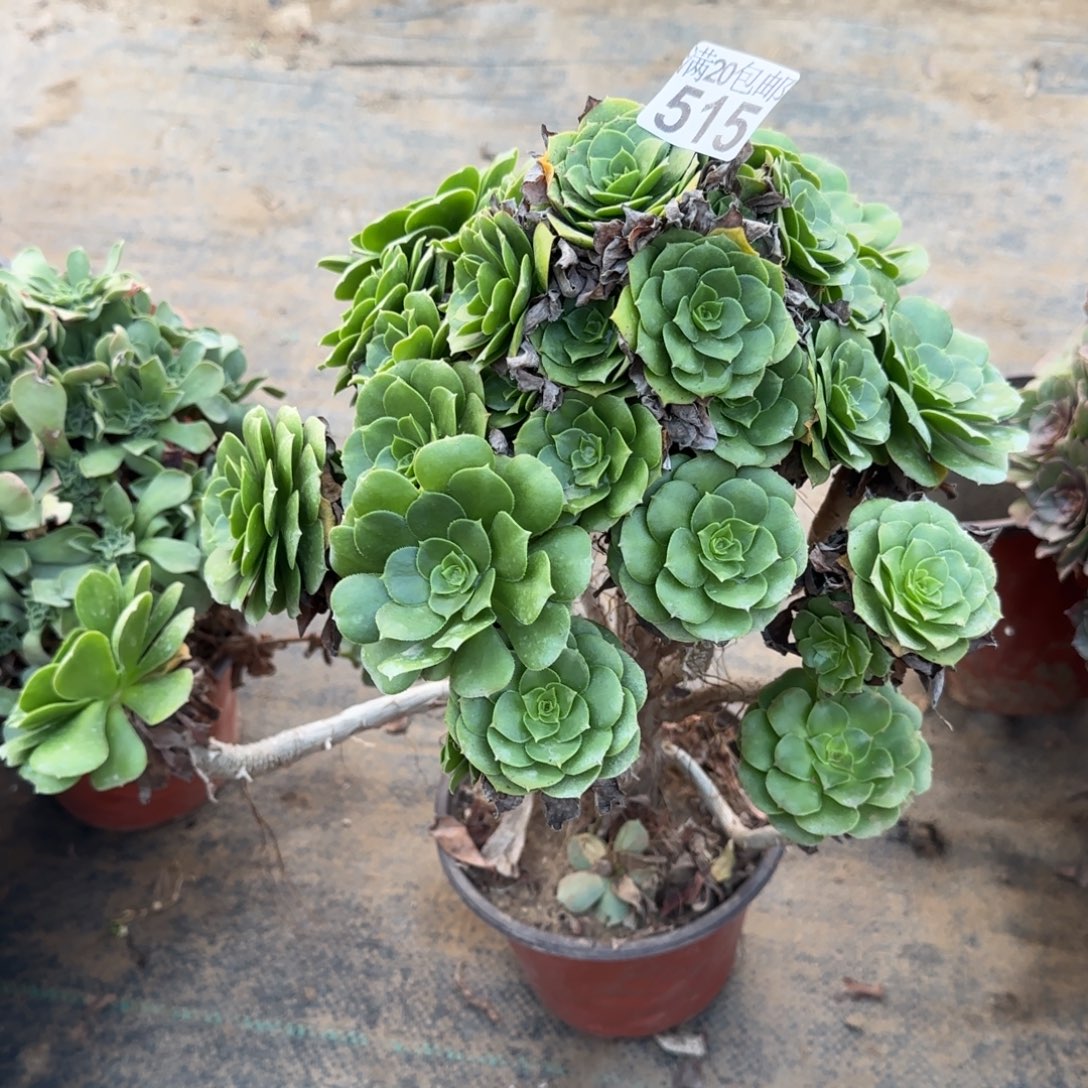 绿羊绒四年厚叶515满20包邮断枝不包