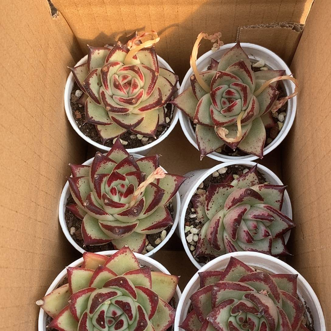 满盆乌木 9.9包邮5137