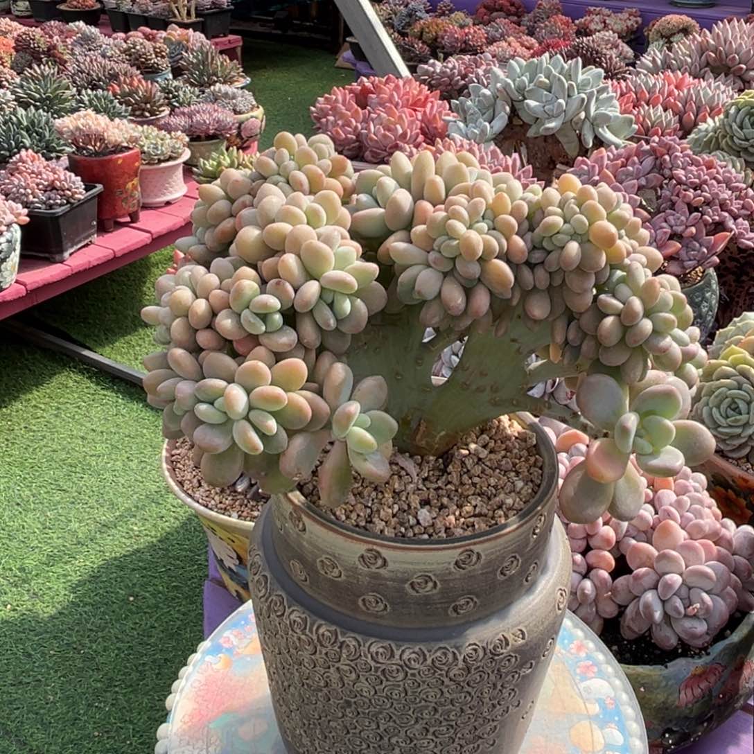 洛神树缀一物一拍