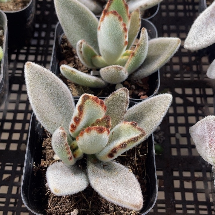 月兔2.8带盆土发货