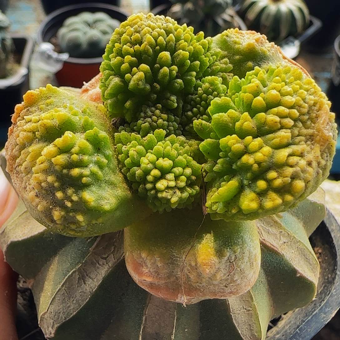 大尤哥怒锦028仙人球