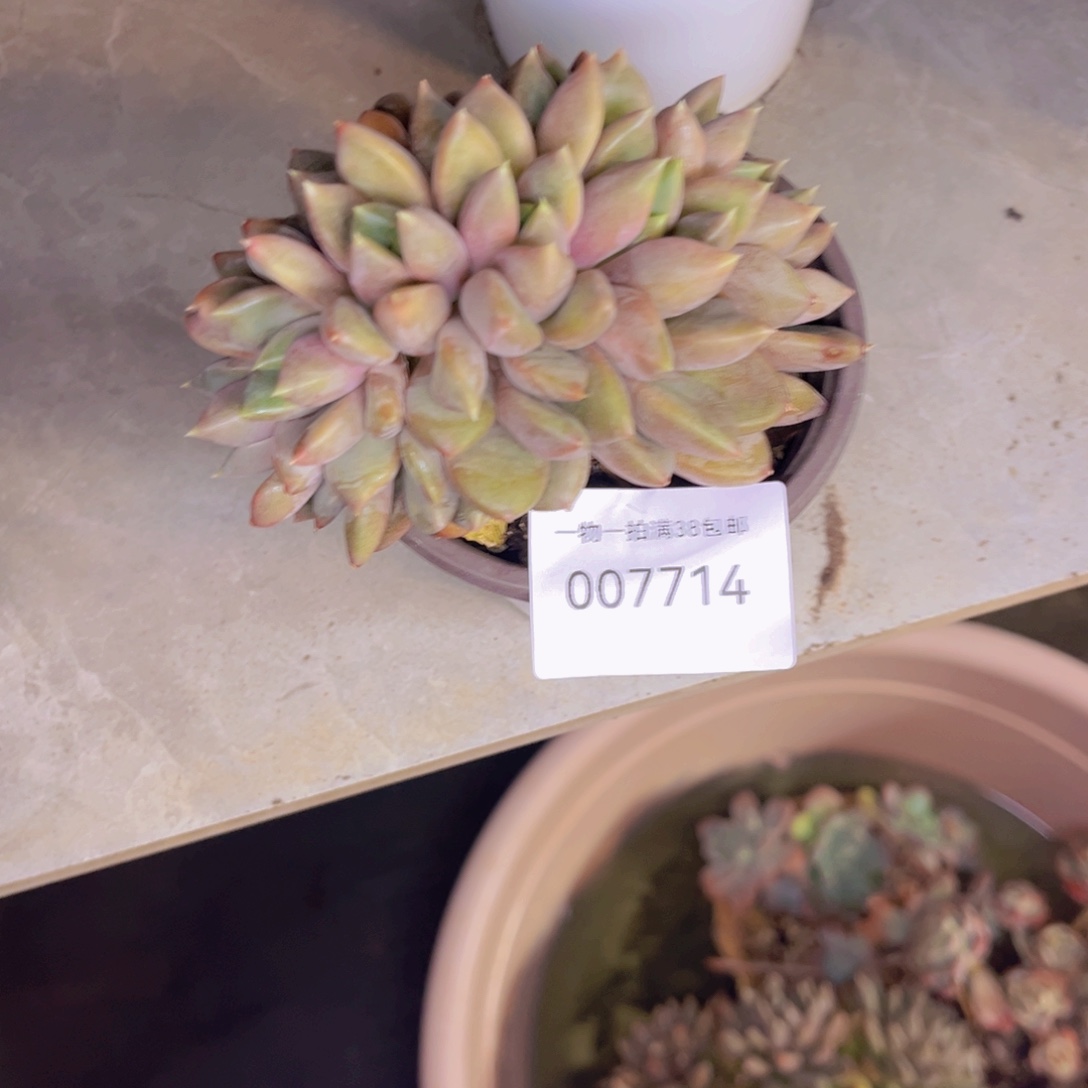 1***1多肉一物一拍7714