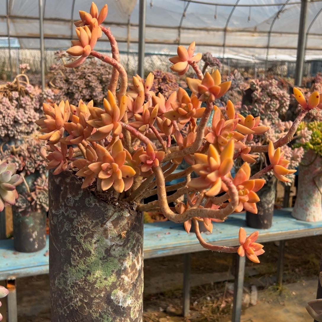 老桩布丁裸肉发货