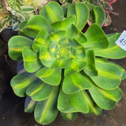 暴君多肉植物4565