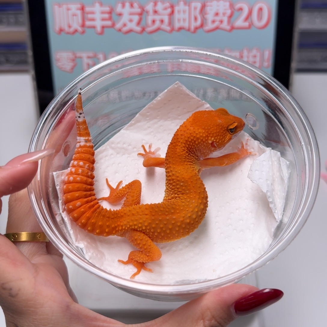 豹纹守宫蜜桔妹妹