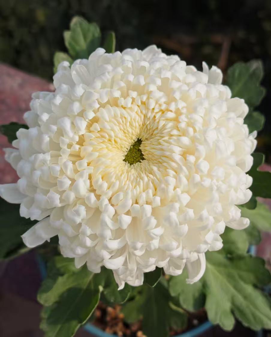 【洹水映日】九月菊花开花持久易养活轻微掉叶正常损耗建议勿拍