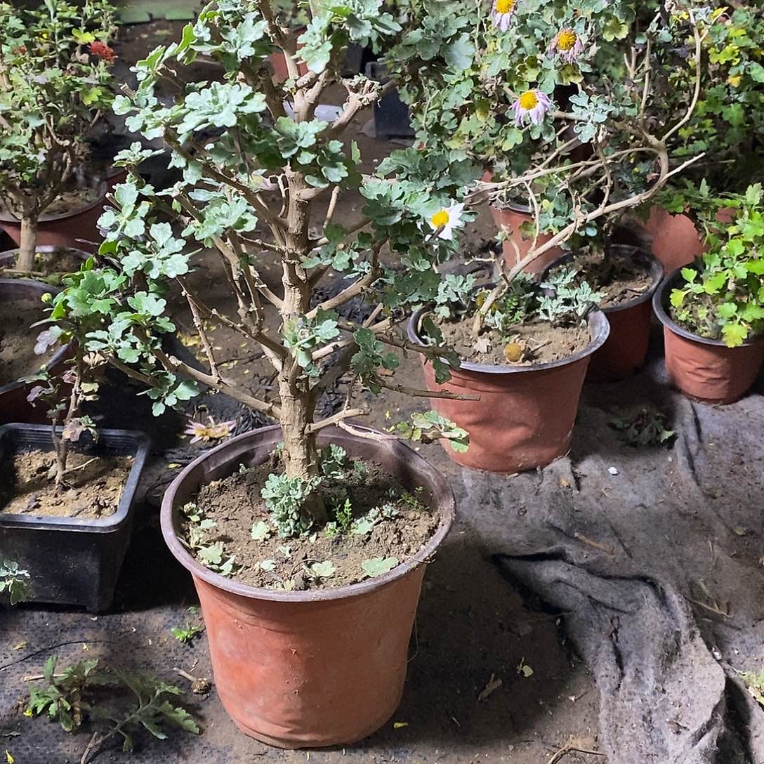 衲****完全开放盆景菊花