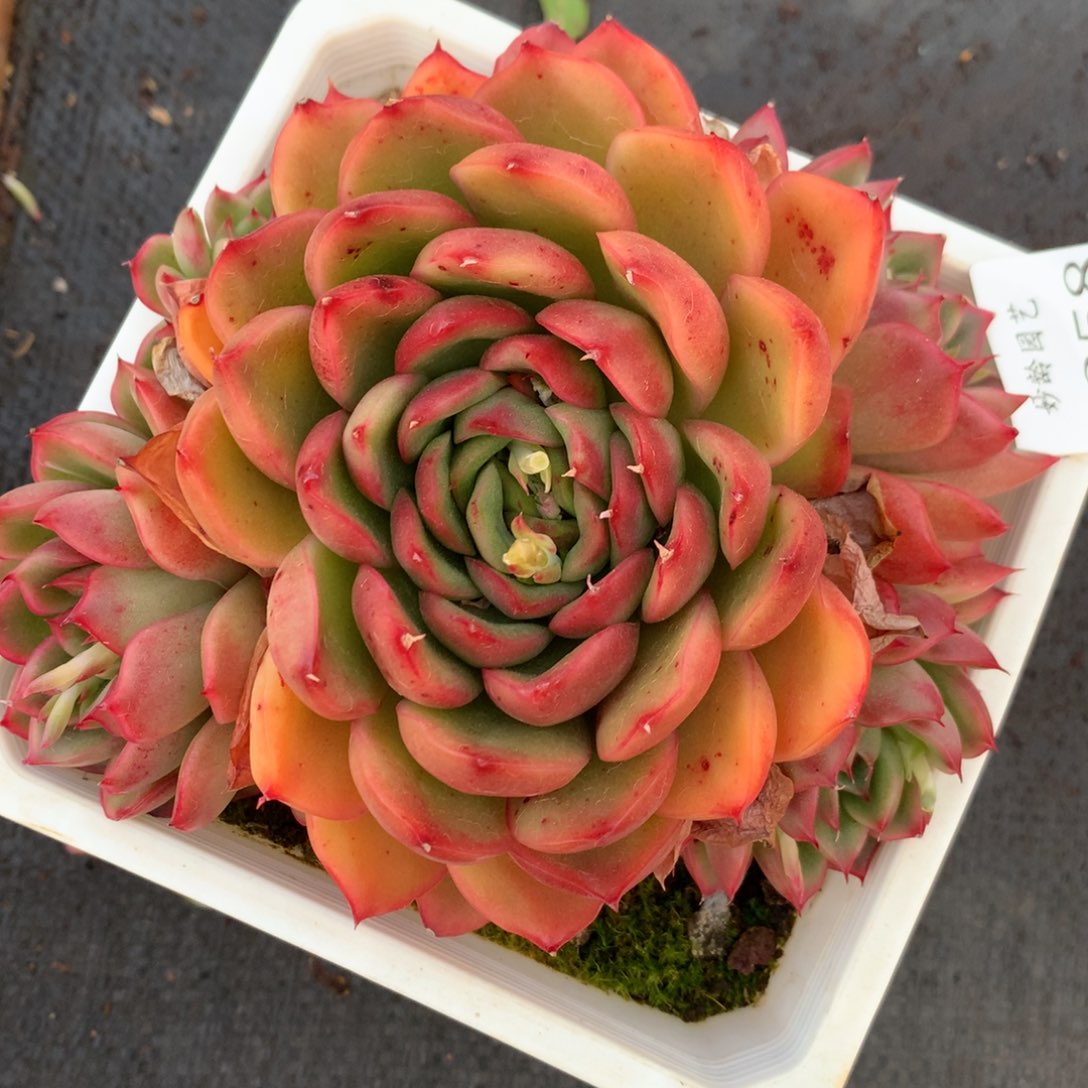 1258杂交精品基地13厘米