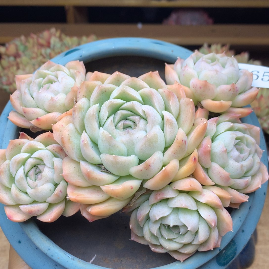 6765新年快乐发发发