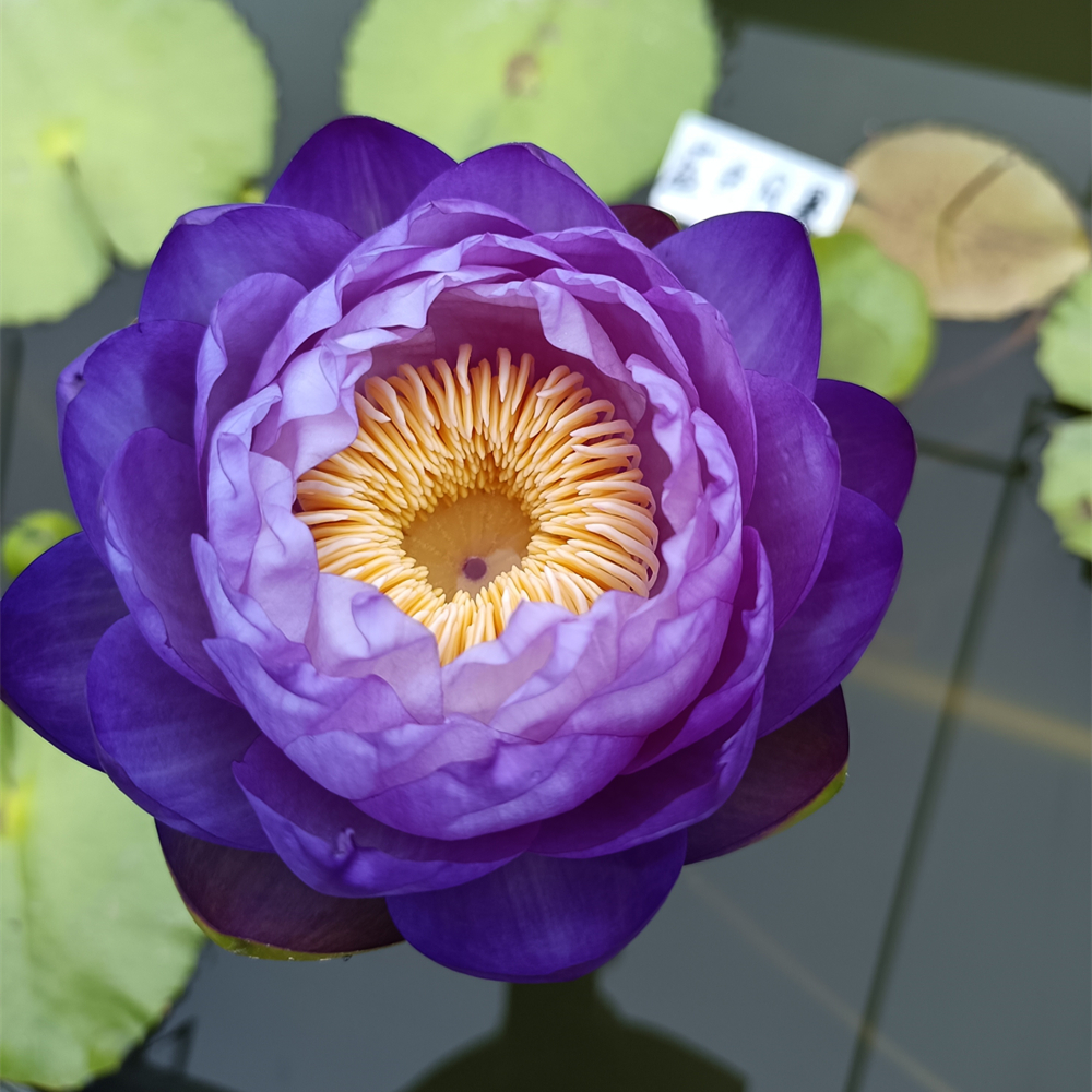稀有名贵蓝色风暴澳洲睡莲根块带芽池塘水缸种植水培植物四季开花