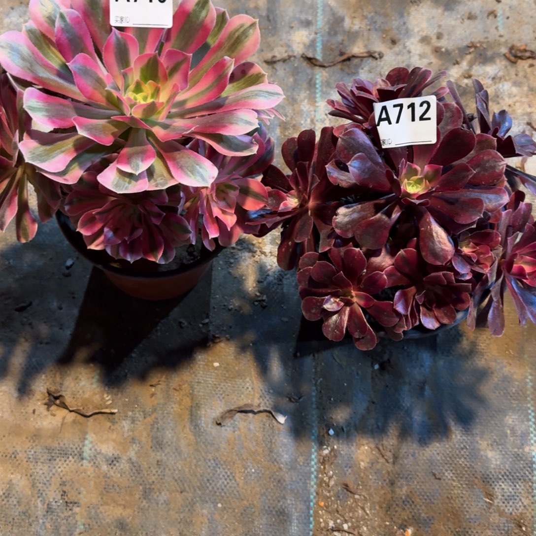 用***6组合法师一物一拍10.12