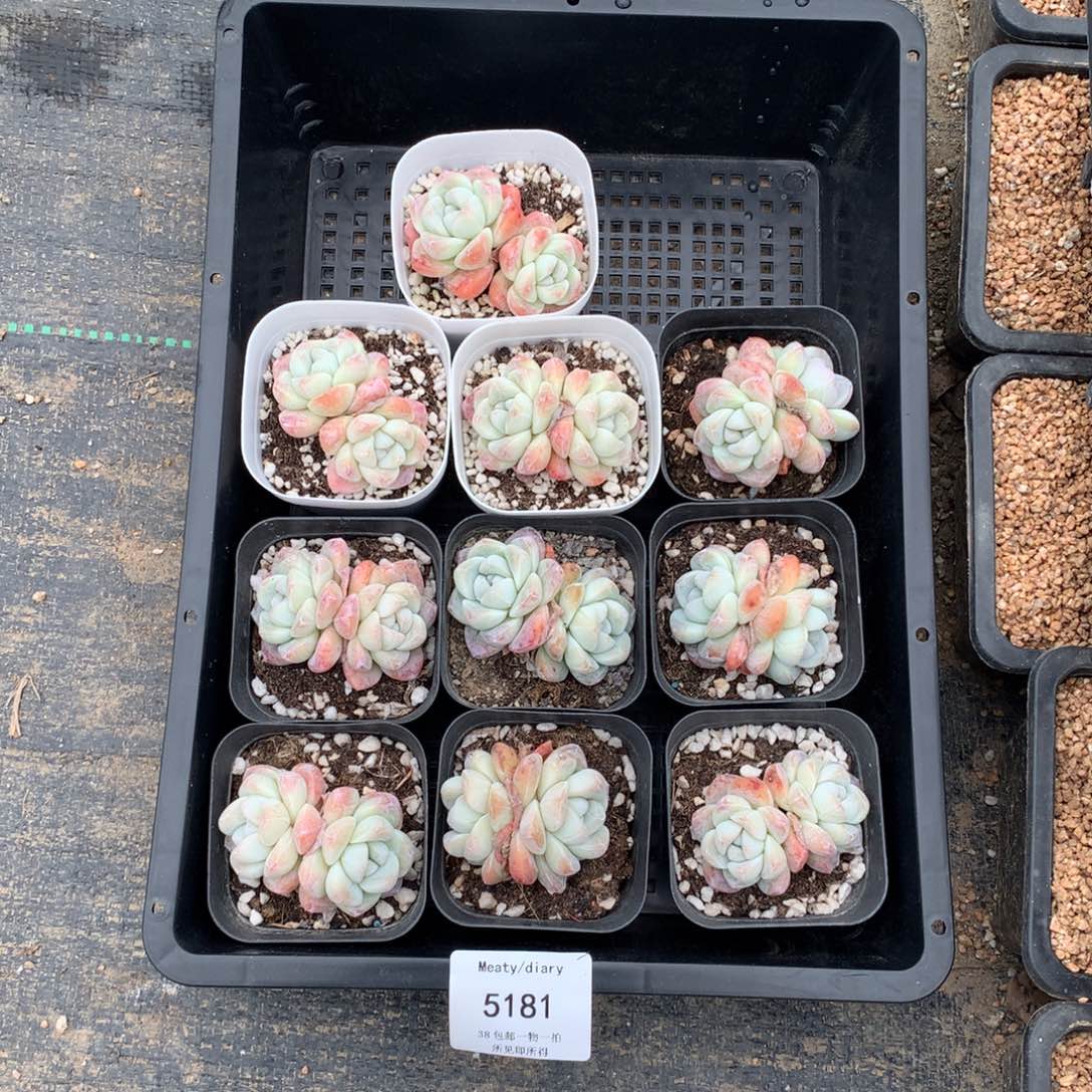 特5181冰玉双头5厘米10颗一组脱土发