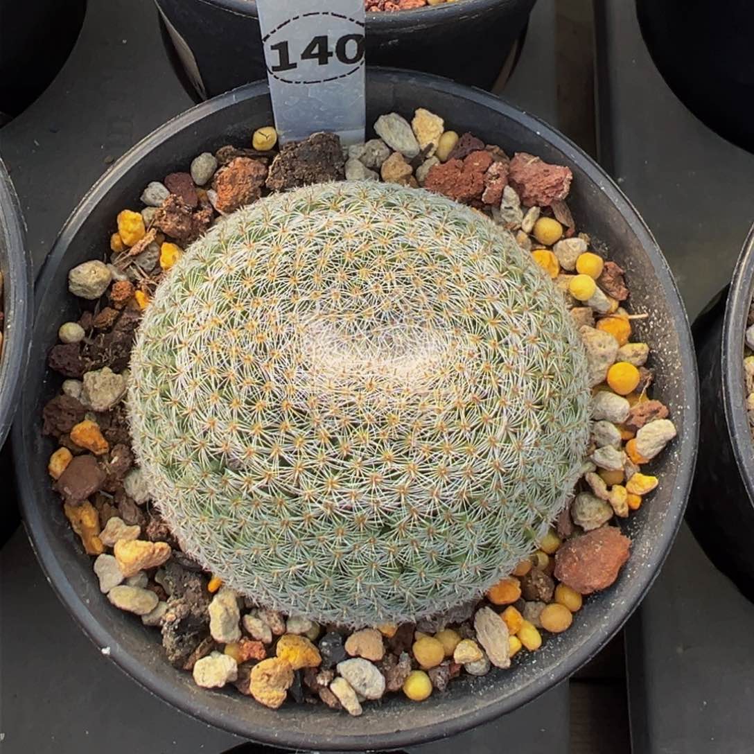 140实生根多肉植物带盆土