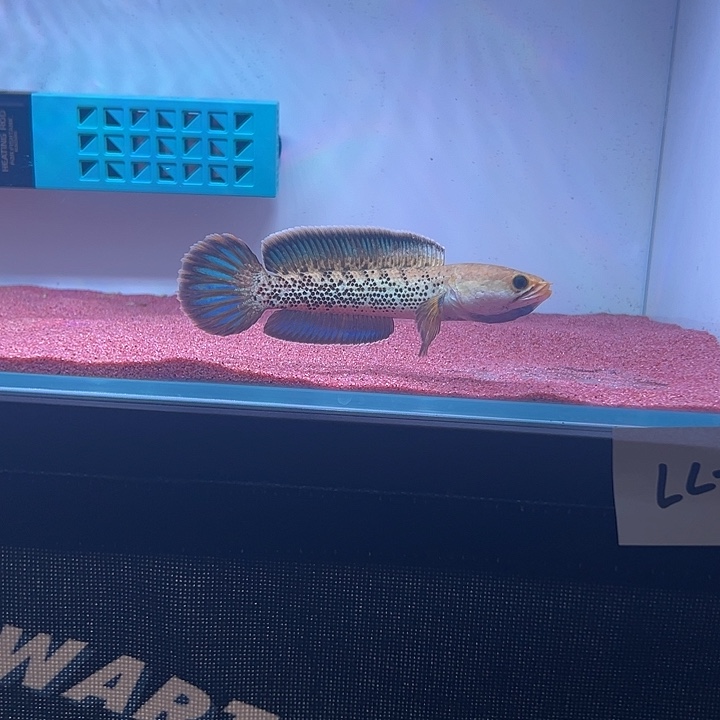 Y***海水鱼印尼鬼王蓝宝石雷龙鱼