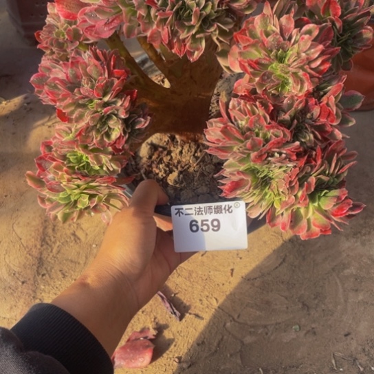 659，多肉法师香妃缀包邮