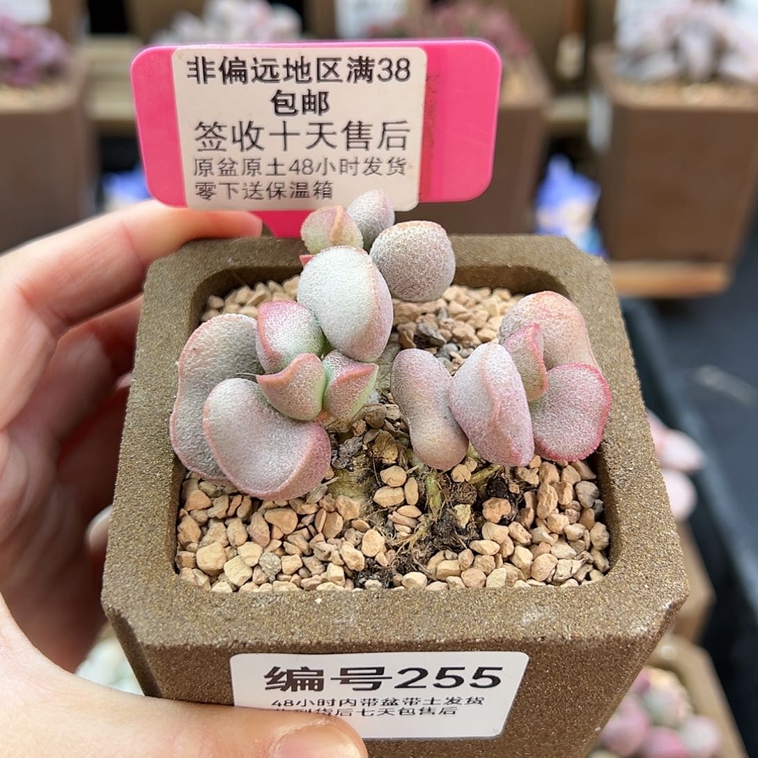 255黛安娜多肉植物