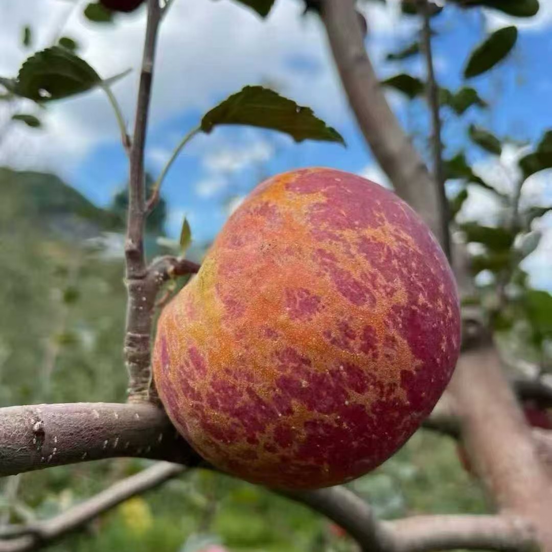 顺丰同城【大凉山丑苹果5斤】离城市最远离太阳最近甜爆表四川省