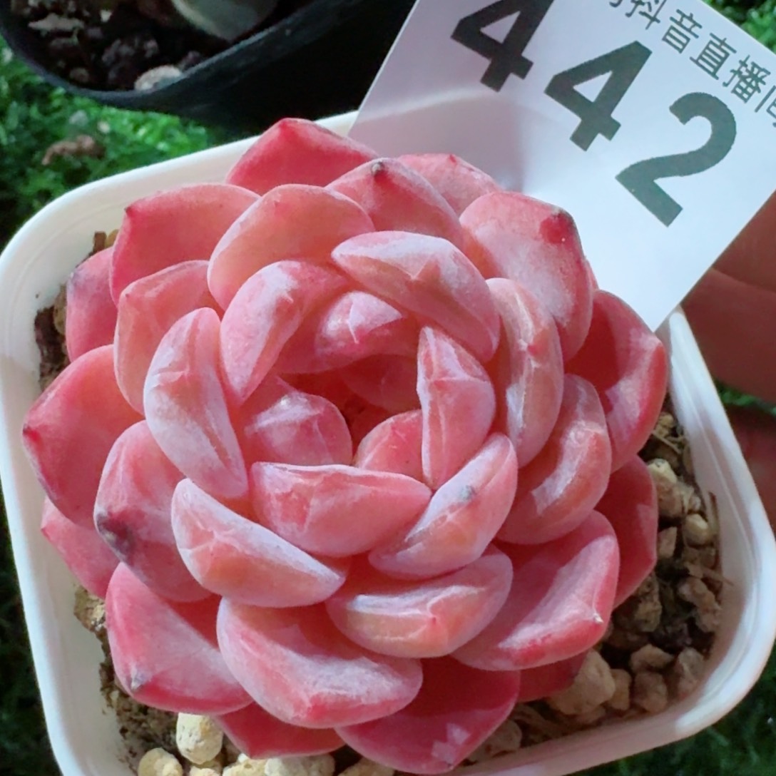 粉魄         精品多肉