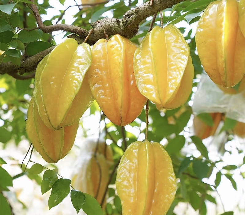 【顺丰京东邮政空运】福建甜杨桃树熟采摘杨桃酸甜新鲜水果清甜多汁