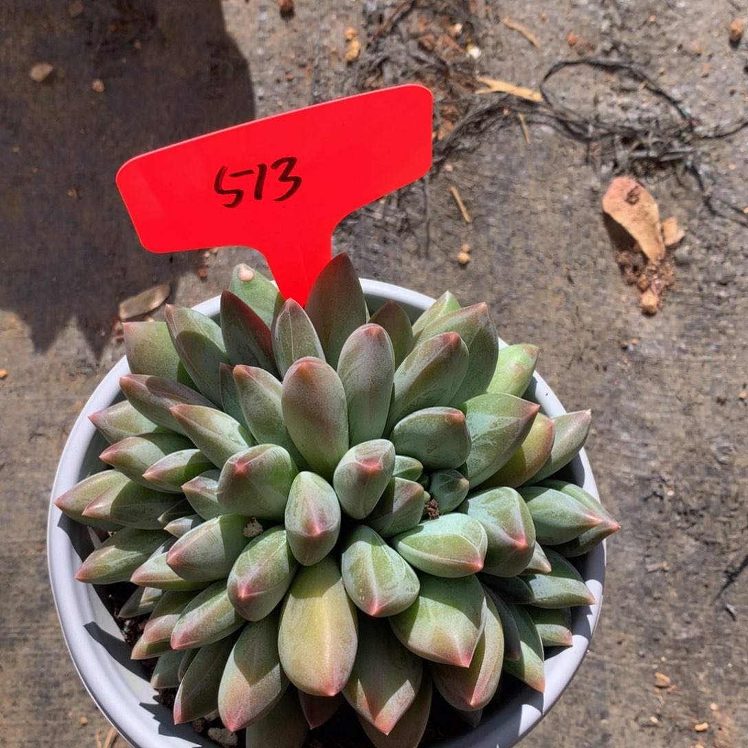 重楼62626262627272