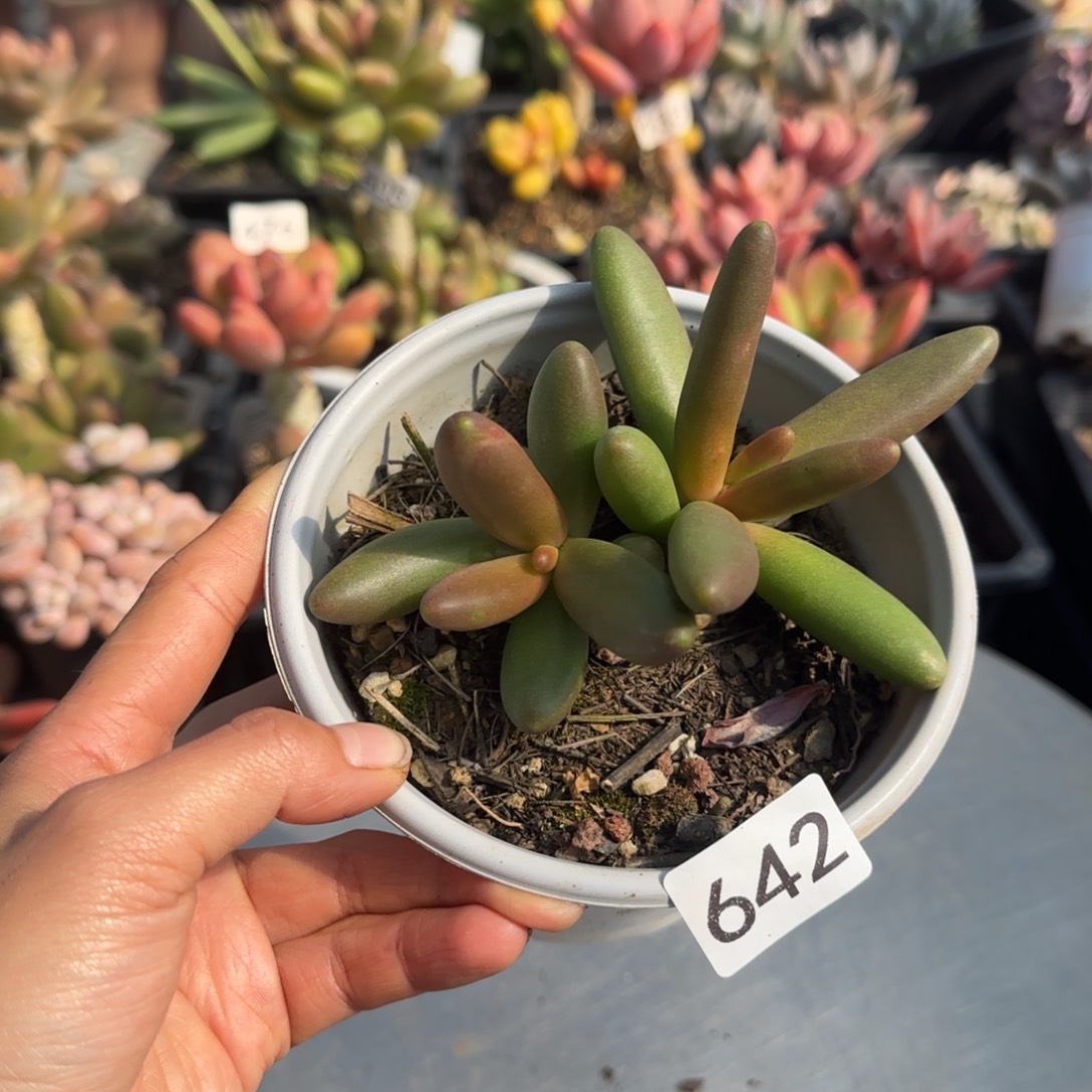 642号一物一拍一物一拍