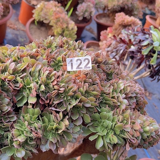 唯***3多肉植物一个玫瑰追