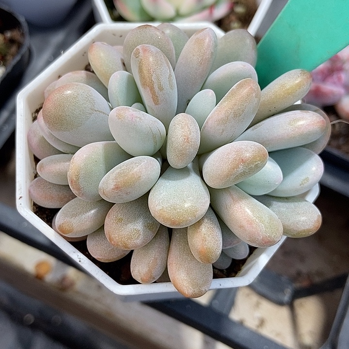 多肉植物粉兔五头朵朵1604