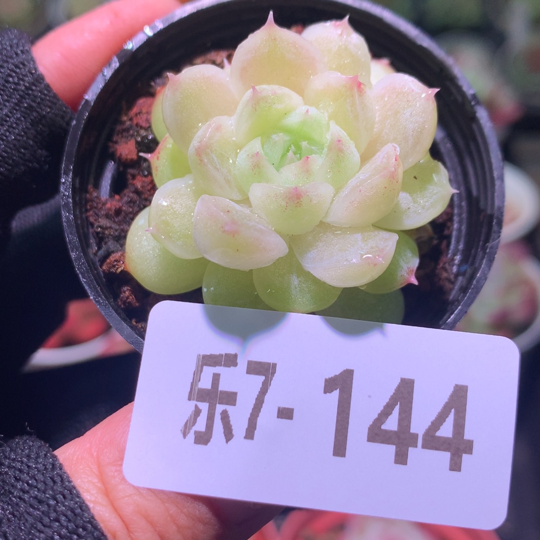 乐然 7-144 麦秆单头 