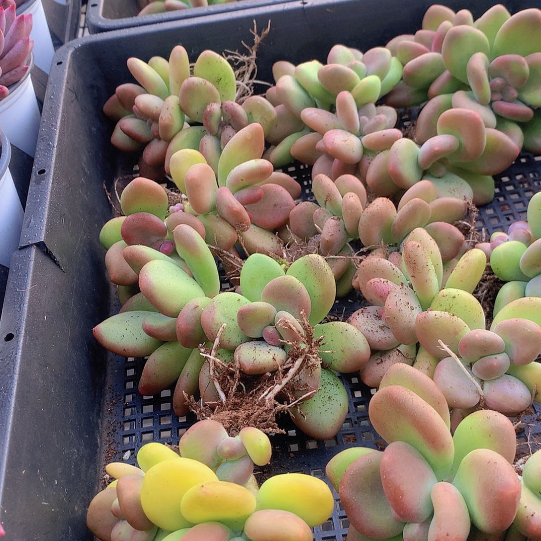 芒果奶4467789990000