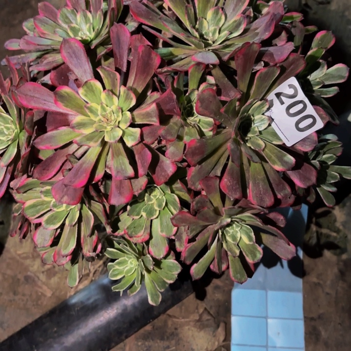 200超墨多肉植物不售后
