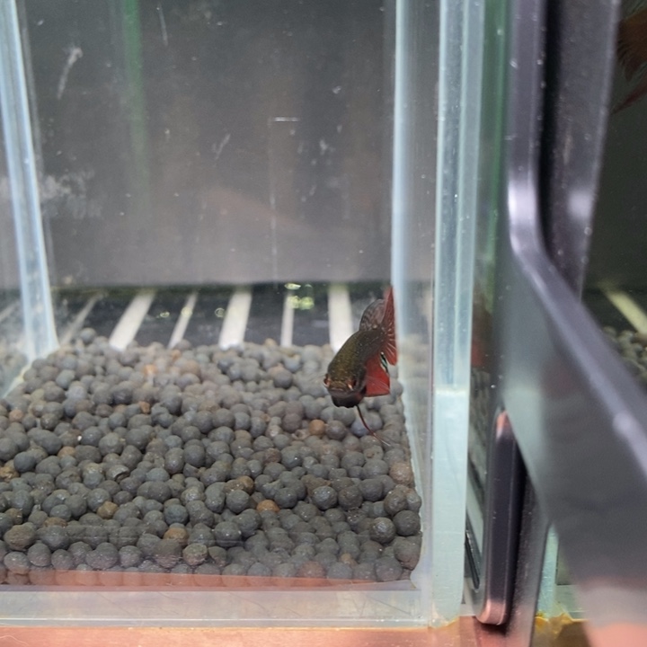 斗鱼泰国斗鱼559号