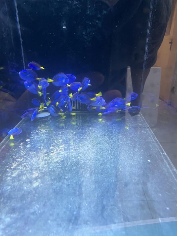 海水观赏鱼黄肚蓝吊多莉，包装15，运费到付，南京发货