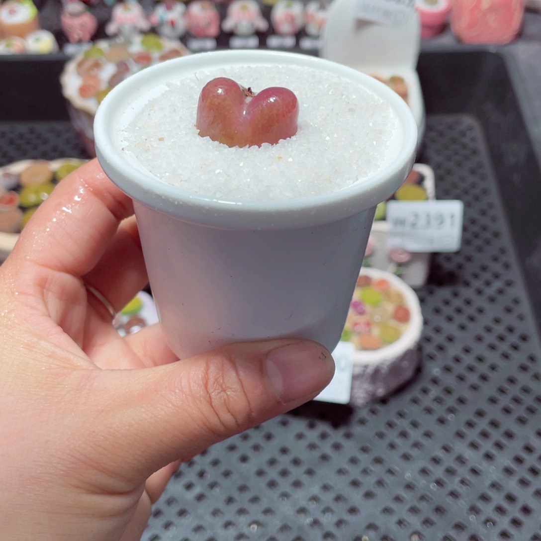 w2393 带盆土发货-零下地区拍保温箱