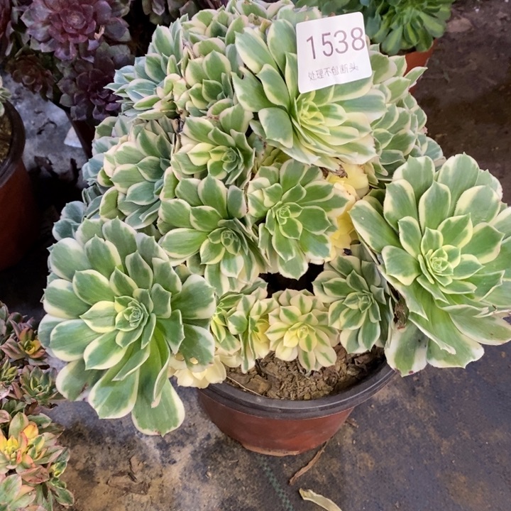 迈巴赫多肉断头不包1538