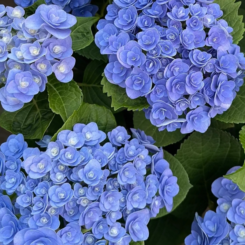 妖精之吻大花重瓣绣球原土原土带花苞