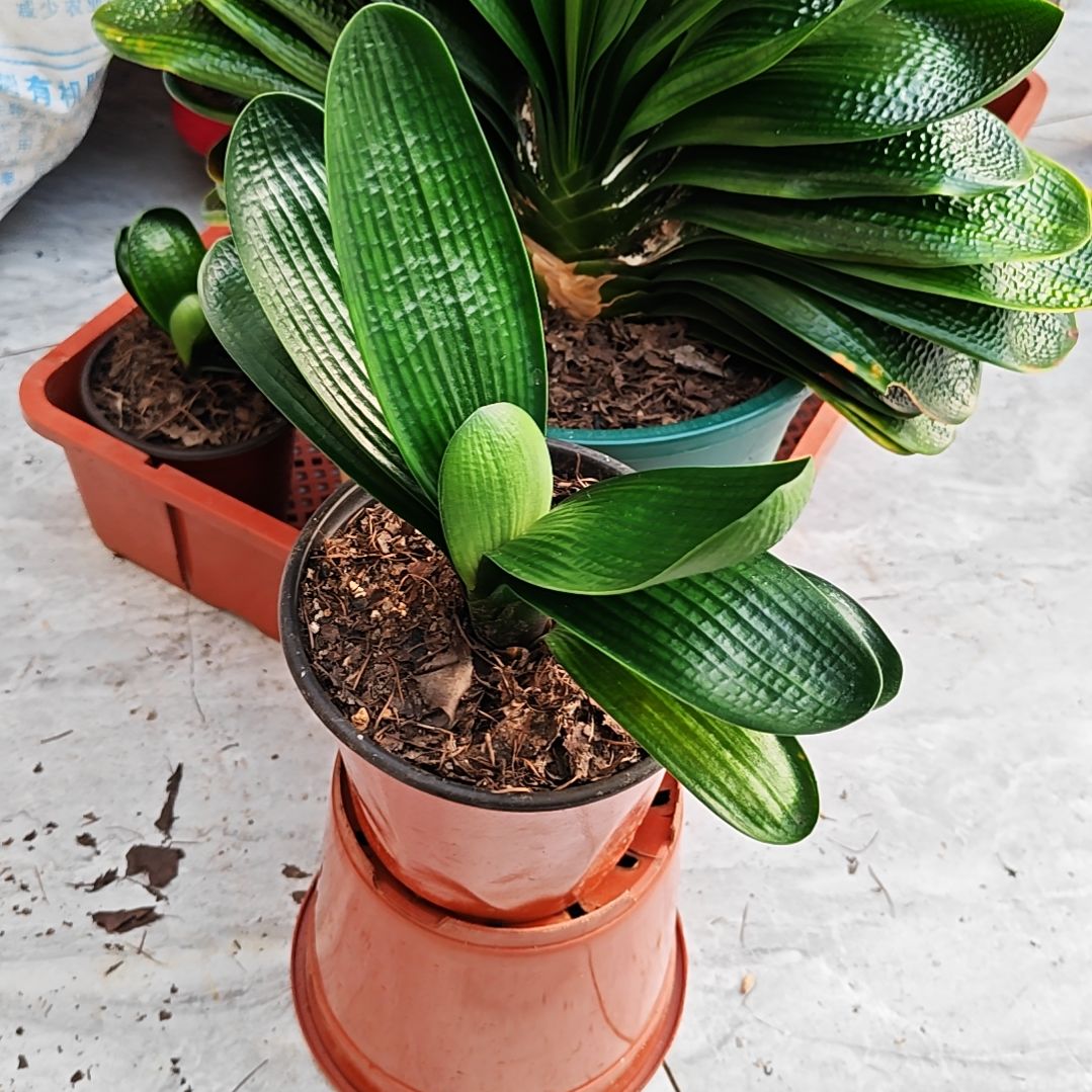 完全开放君子兰精品两年