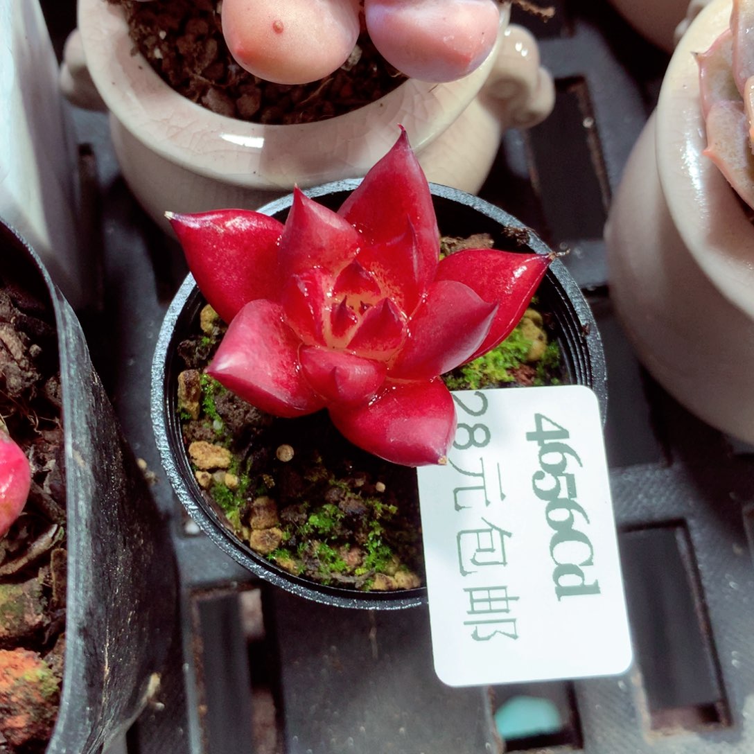 5厘米盆精控多肉4656